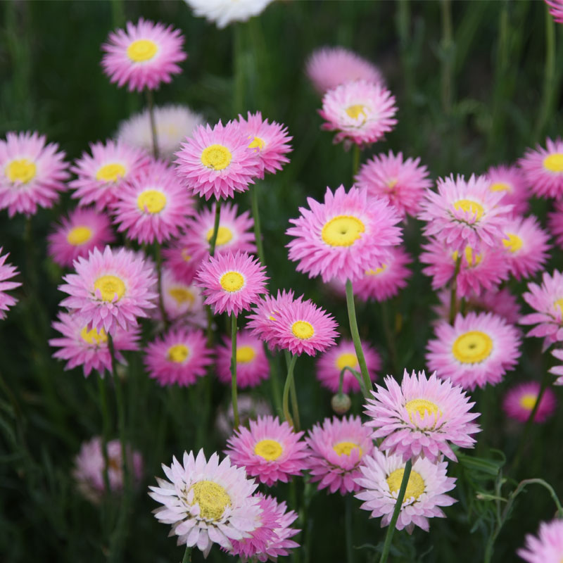 Helipterum Pink NHE01 Flower Seeds