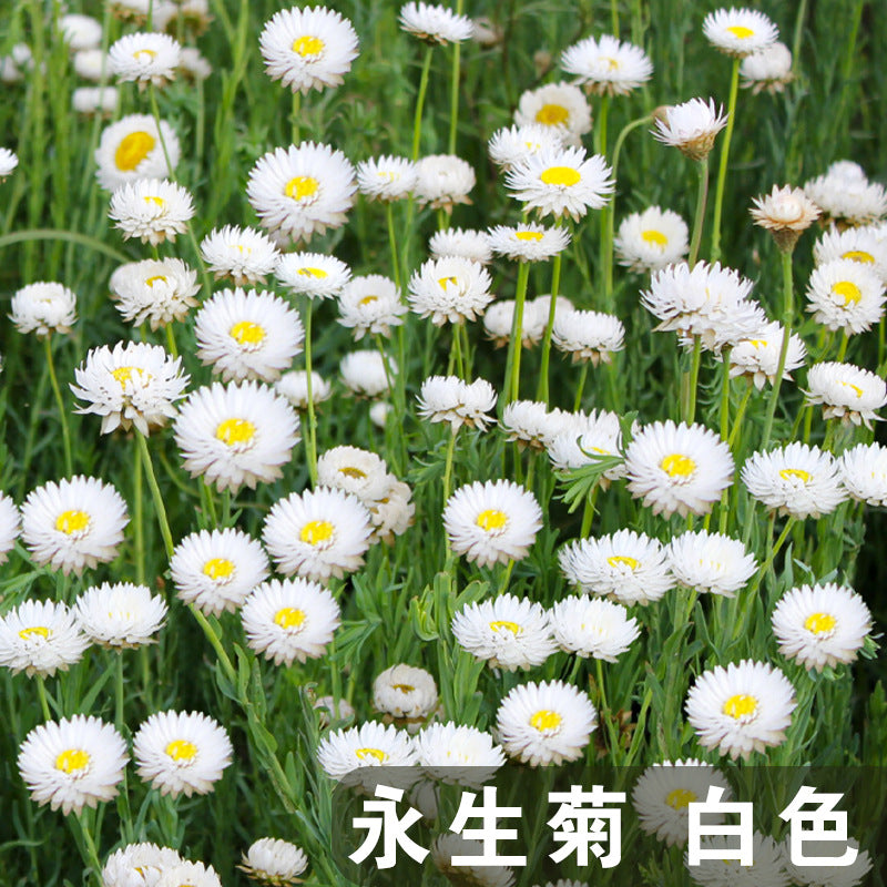 Helipterum White NHE02 Flower Seeds