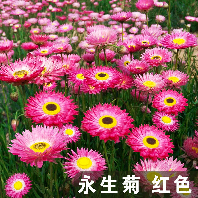 Helipterum Rosy Red NHE03 Flower Seeds