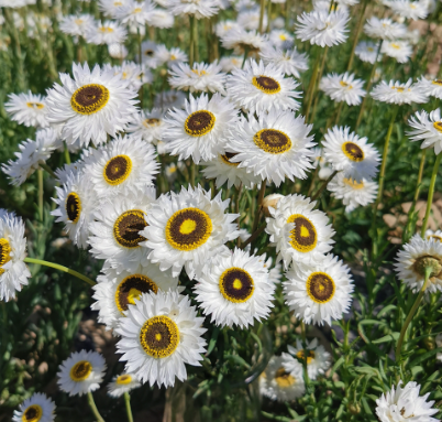 Helipterum White with Black heart NHE06 Flower Seeds