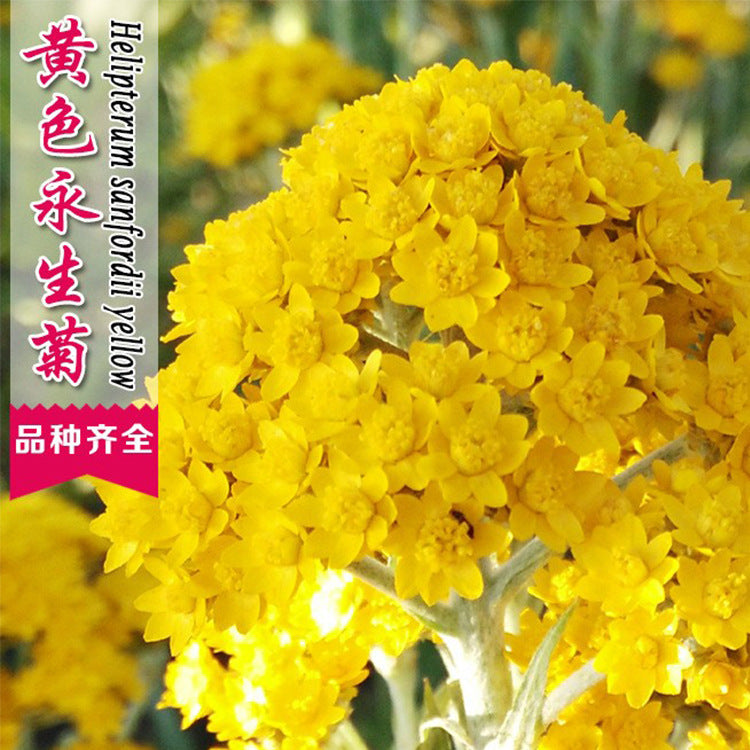 Helipterum/Golden Clusters Yellow NHE08 Flower Seeds