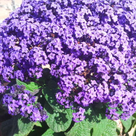 Garden Heliotrope Blue Purple NHEL01 Flower Seeds