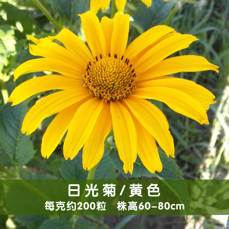 Oxeye Sunflower/False Sunflower Yellow NHH02 Flower Seeds