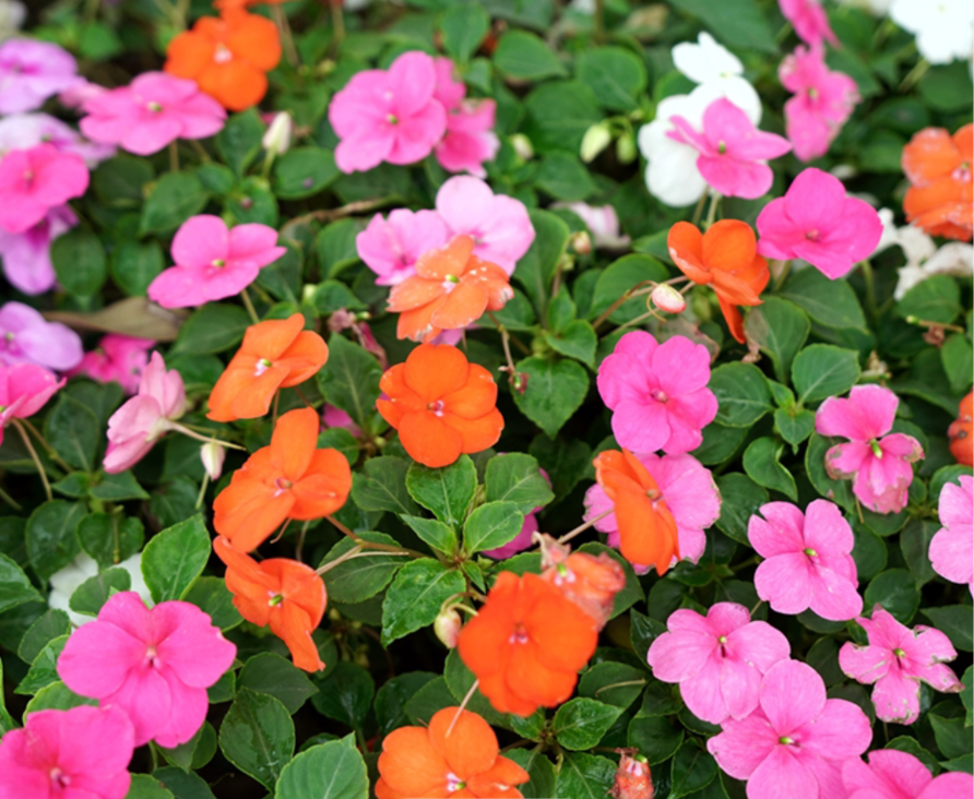 Impatiens