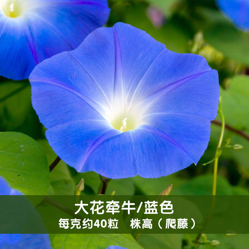 Morning Glory Big Blue NIN01 Flower Seeds