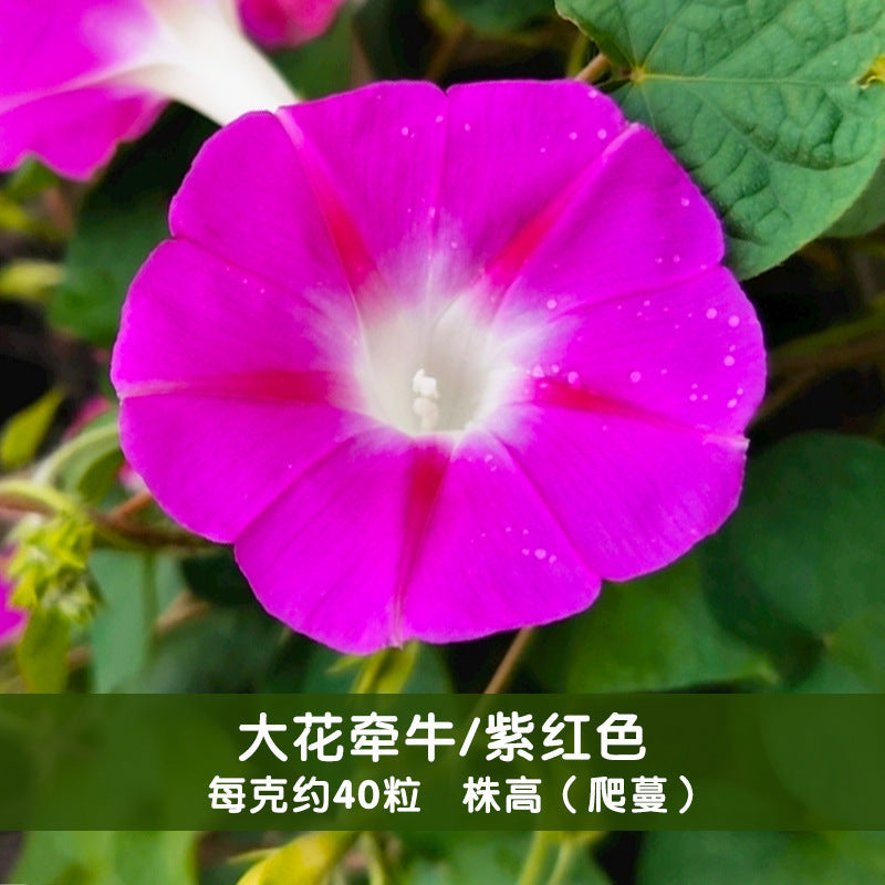 Morning Glory Big Pink NIN02 Flower Seeds