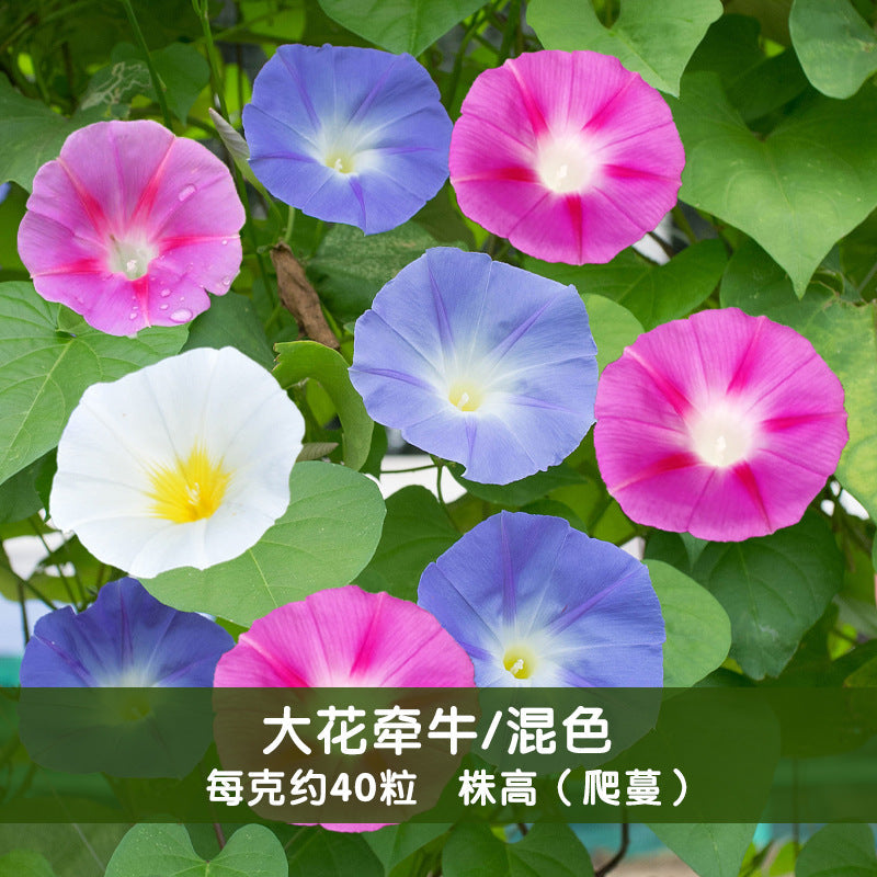 Morning Glory Big Mix NIN13 Flower Seeds