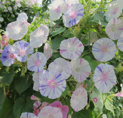 Morning Glory White Stripe NIN19 Flower Seeds