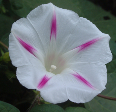 Morning Glory White whit stripes NIN20 Flower Seeds