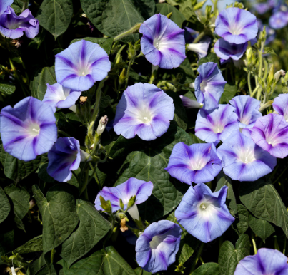 Morning Glory Blue Stripe NIN21 Flower Seeds