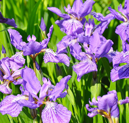 Iris/German bearded iris Blue NIR02 Flower Seeds