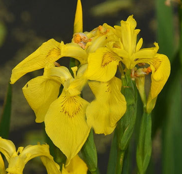 Iris Yellow NIR04 Flower Seeds