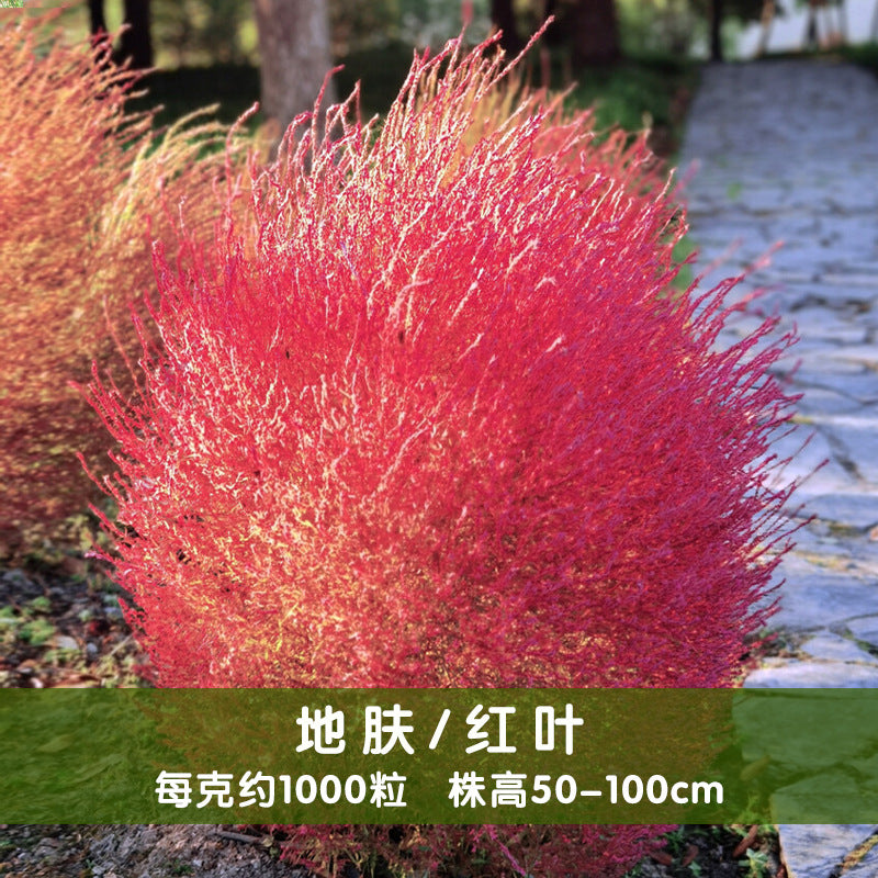 Kochia Slender Red NKS01 Flower Seeds