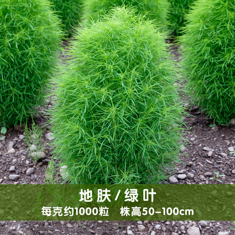 Kochia Slender Green NKS02 Flower Seeds