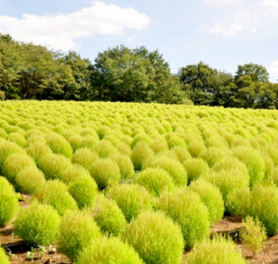 Kochia Wide Green leaf NKS05 Flower Seeds