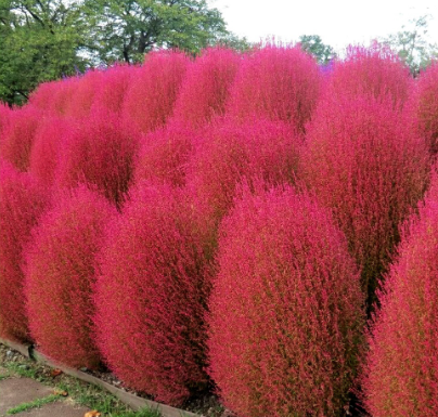 Kochia Wide Green turn to Red NKS04 Flower Seeds