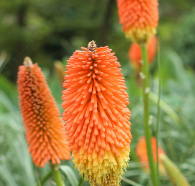 Red-Hot Poker Red Yellow NKU01 Flower Seeds