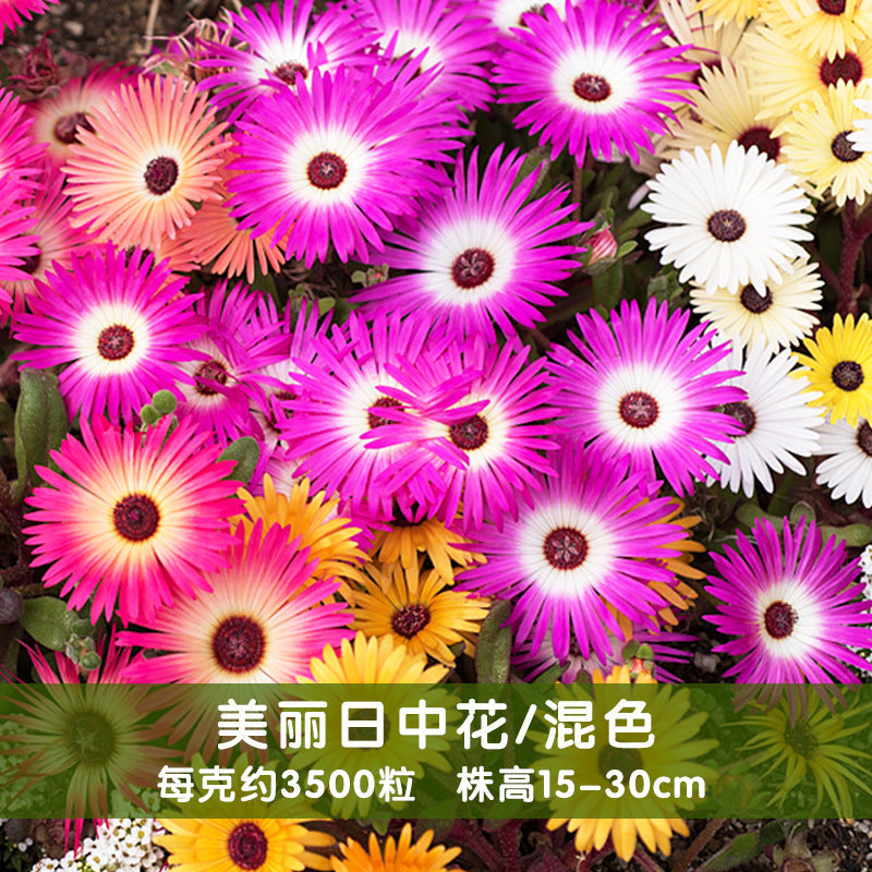 Trailing Ice Plant Mix NLA02 Flower Seeds