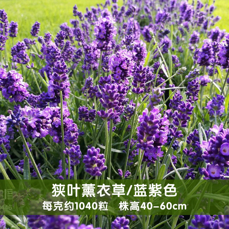 Lavender/English Lavenda Blue-Purple NLAV01 Flower Seeds