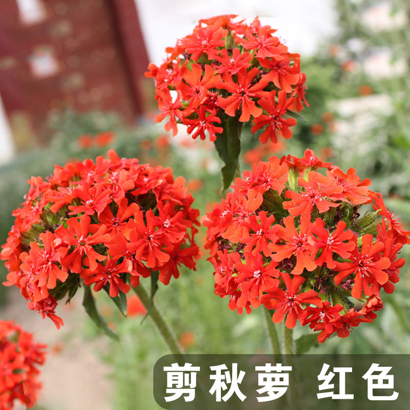 Lychnis Red NLF01 Flower Seeds