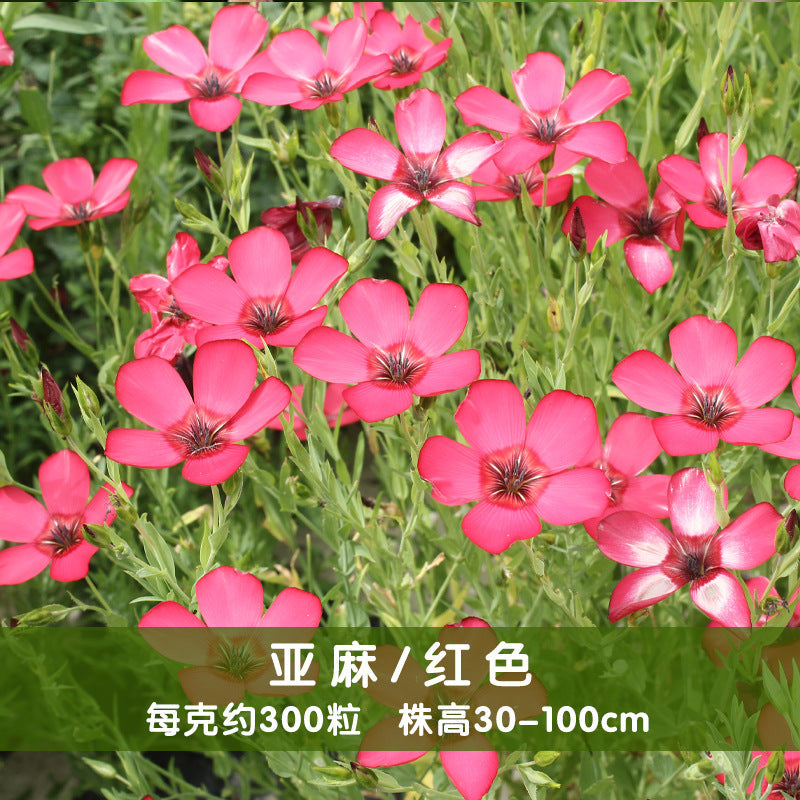 Flax/Annual Flax Scarlet NLG01 Flower Seeds