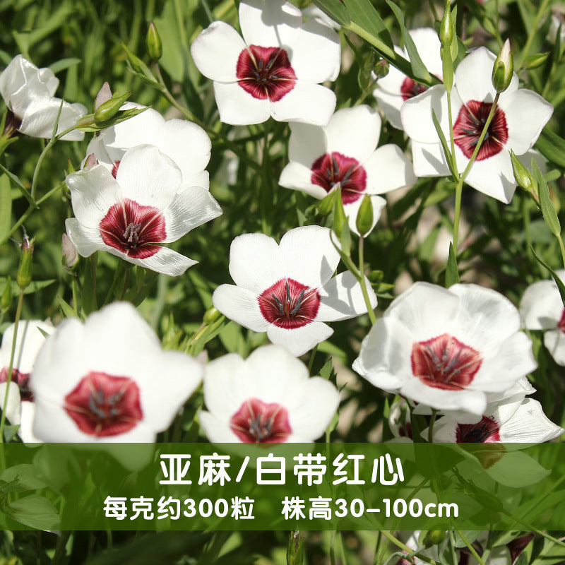 Flax/Annual Flax White NLG02 Flower Seeds