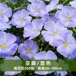 Flax/Perennial Flax Blue NLG03 Flower Seeds