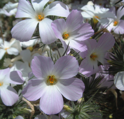 large-flower linanthus Light Purple NLGS01 Flower Seeds