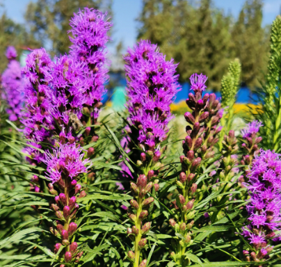 Blazing Star Pink NLI01 Flower Seeds