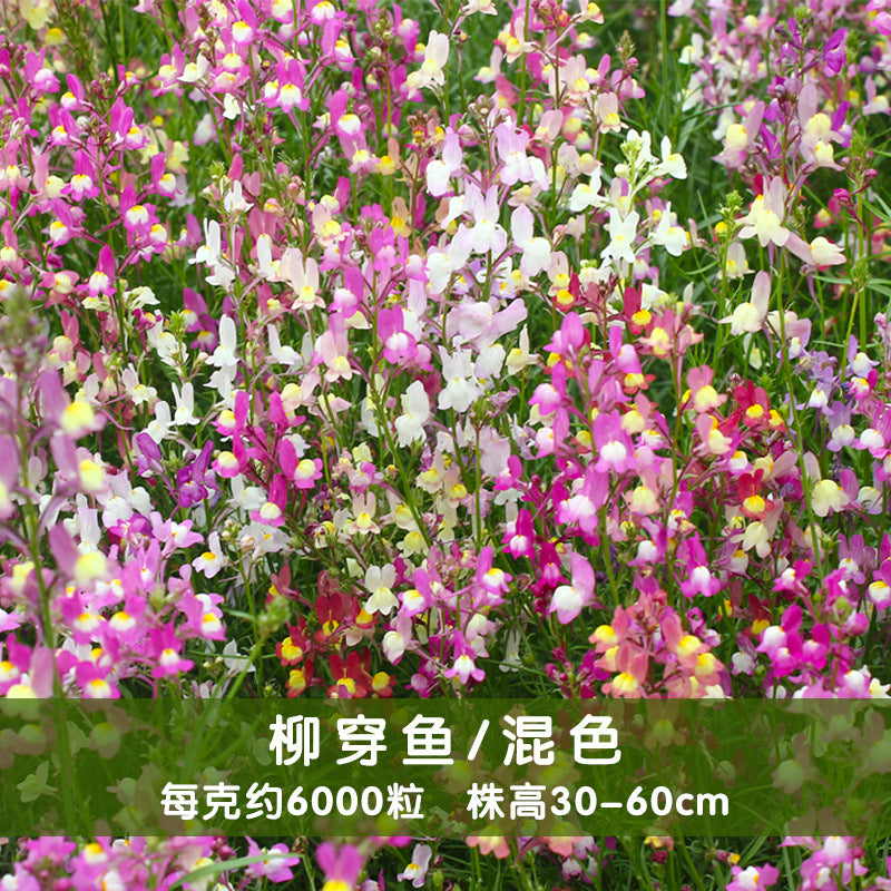 Linaria Mix NLIN01 Flower Seeds