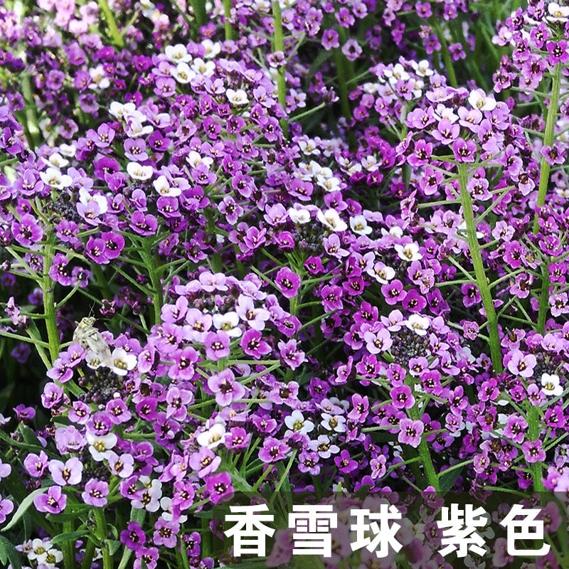 Alyssum/Sweet Alyssum Lavender Shade NLM01 Flower Seeds for sale