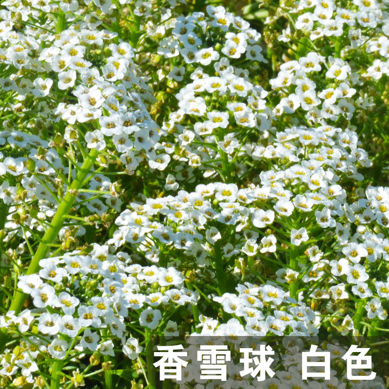 Alyssum/Sweet Alyssum White NLM02 Flower Seeds