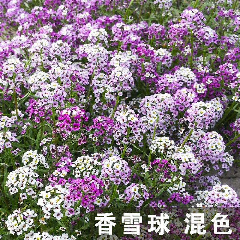 Alyssum/Sweet Alyssum Mix NLM03 Flower Seeds