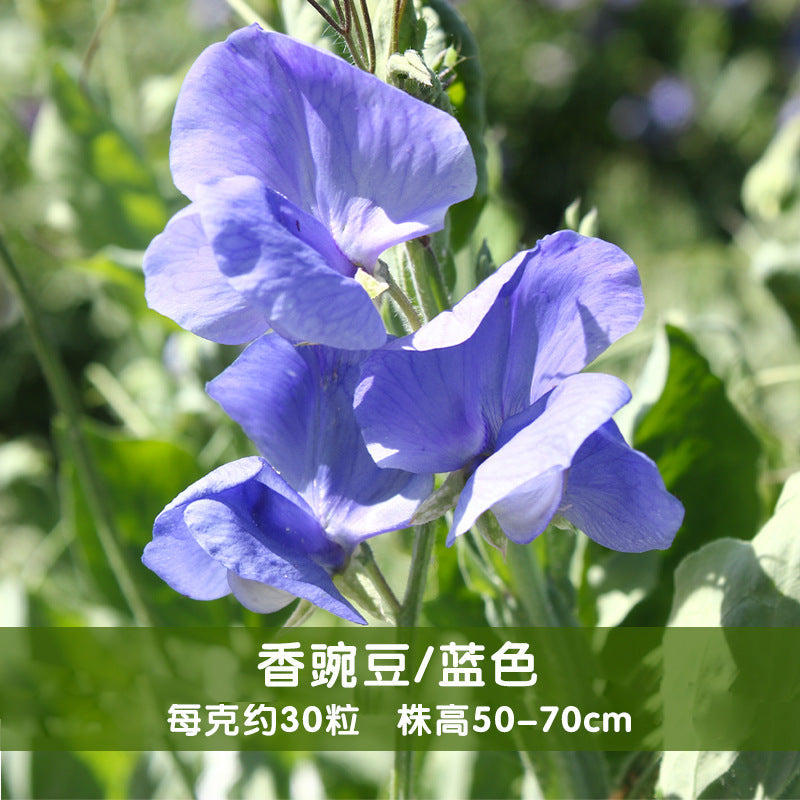 Sweet Pea Blue NLO08 Flower Seeds