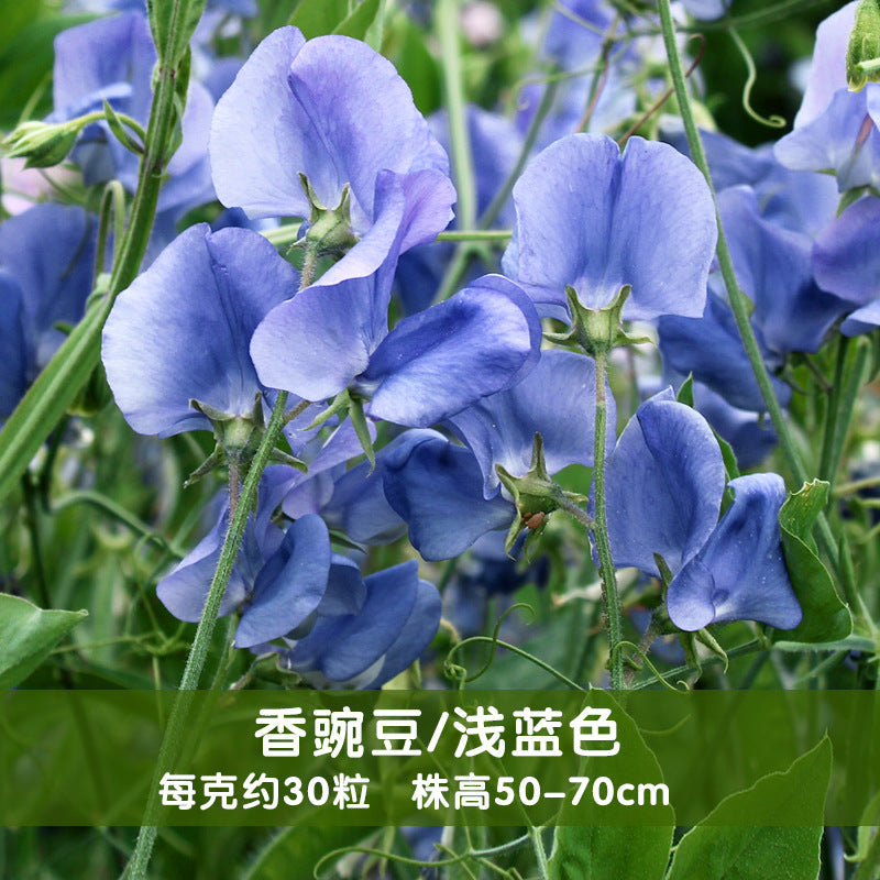 Sweet Pea Light Blue NLO09 Flower Seeds