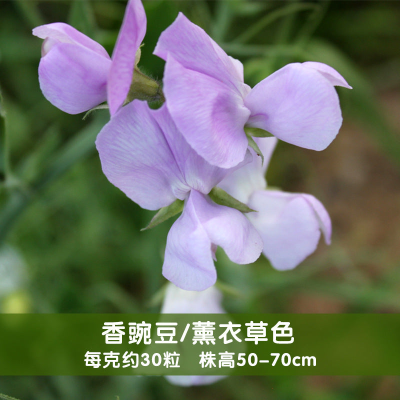 Sweet Pea Lavender NLO10 Flower Seeds