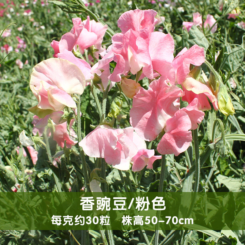 Sweet Pea Pink NLO12 Flower Seeds