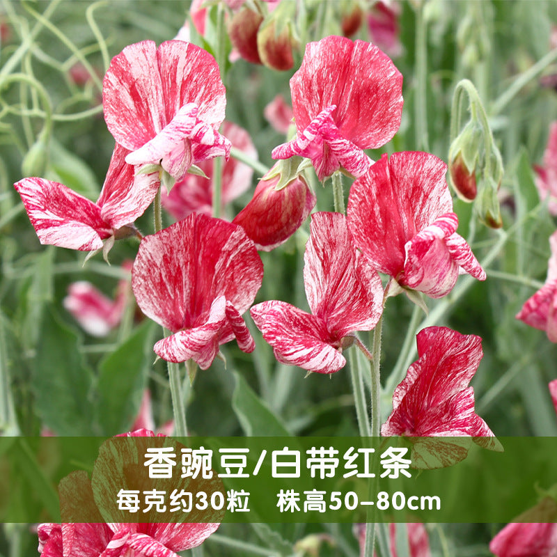 Sweet Pea Red And White NLO13 Flower Seeds