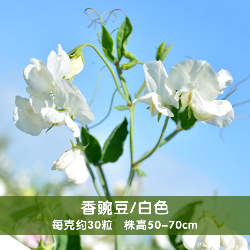 Sweet Pea White NLO15 Flower Seeds