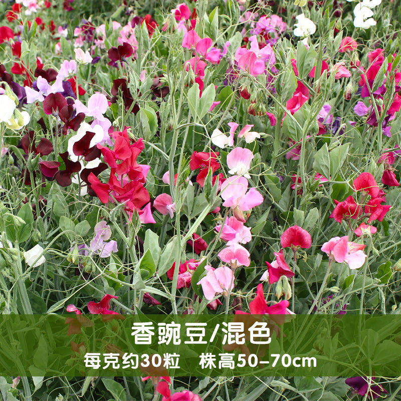 Sweet Pea Mix NLO16 Flower Seeds