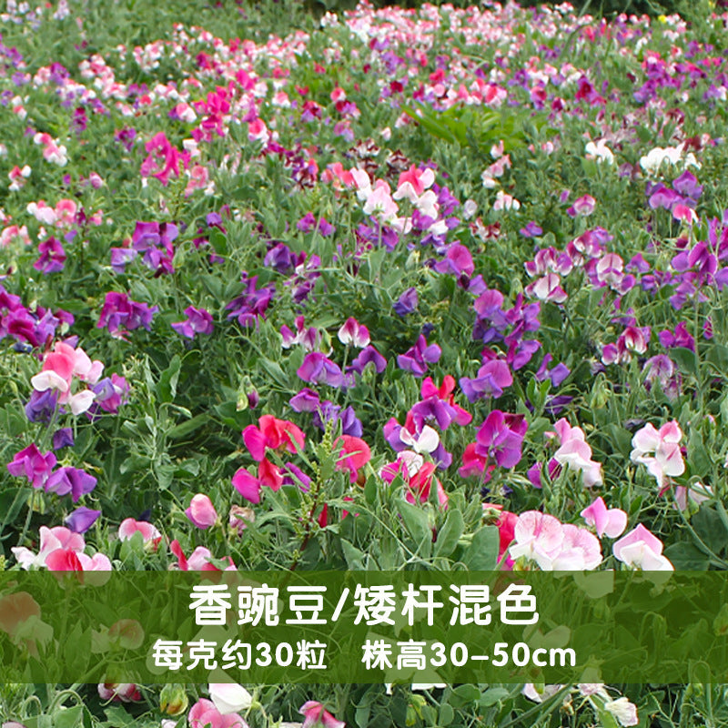 Sweet Pea Dwarf Mix NLO17 Flower Seeds