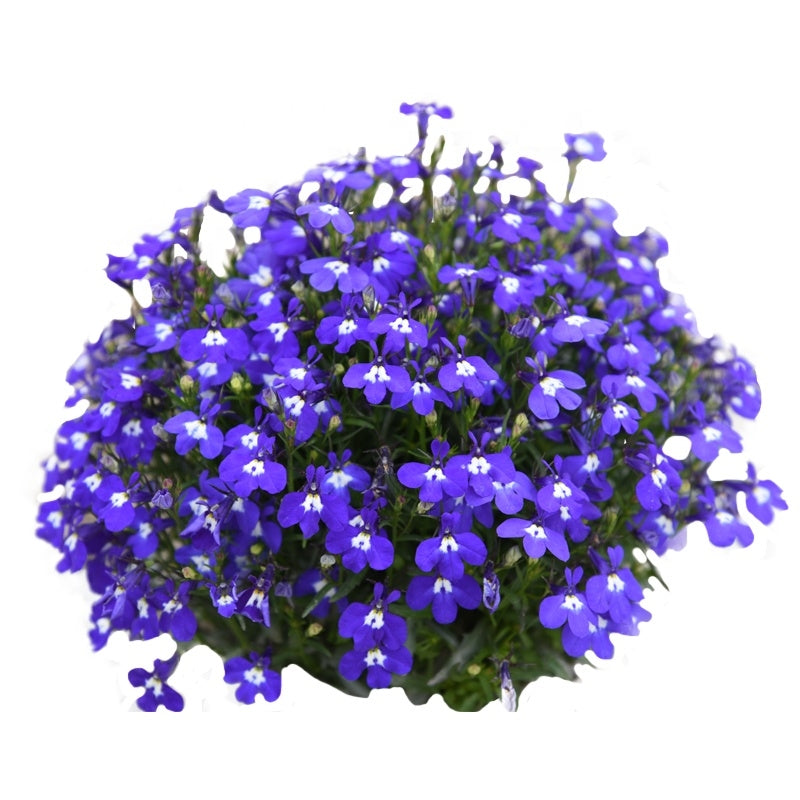 Lobelia/trailing lobelia Compacta Blue NLOB05 Flower Seeds