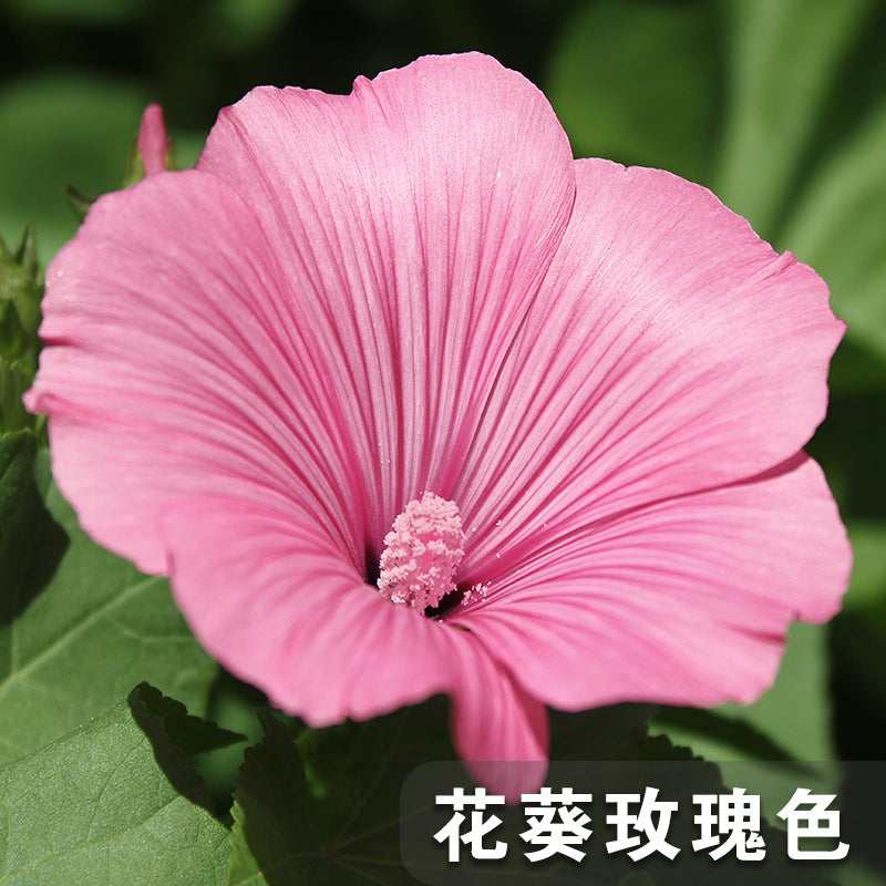 Rose Mallow/Lavatera Rose Pink NLT02 Flower Seeds