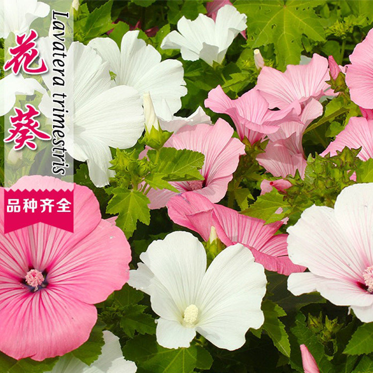 Rose Mallow