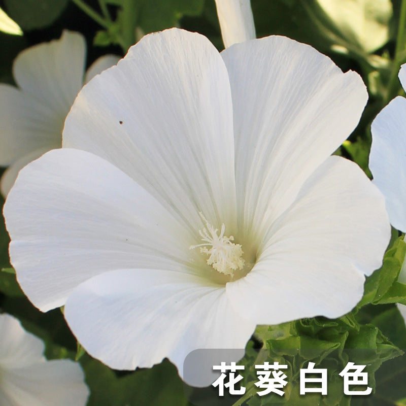 Rose Mallow/Lavatera Rose White NLT05 Flower Seeds