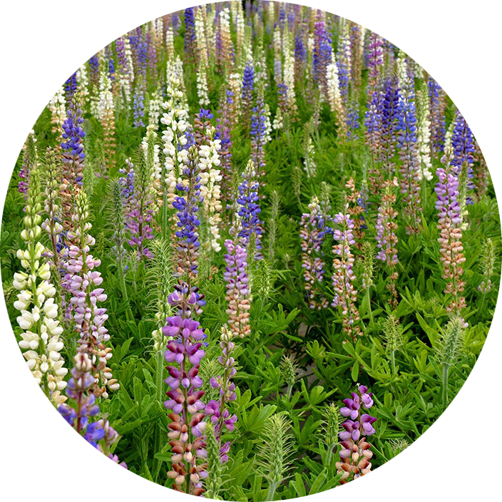 Annual Lupine Light Mix NLU03 Flower Seeds