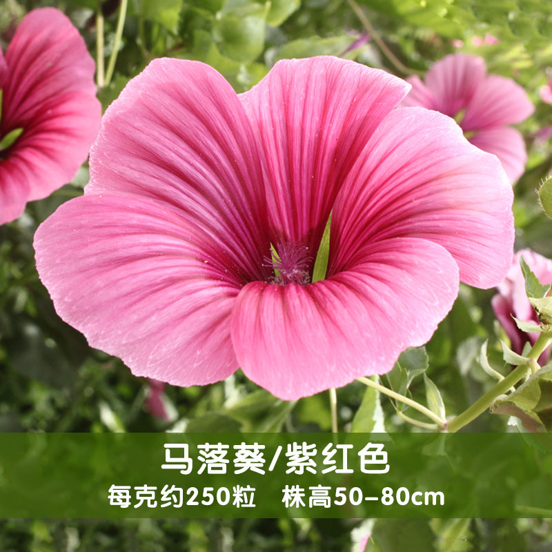 Rose Mallow/Annual Malope Pink NMAL09 Flower Seeds