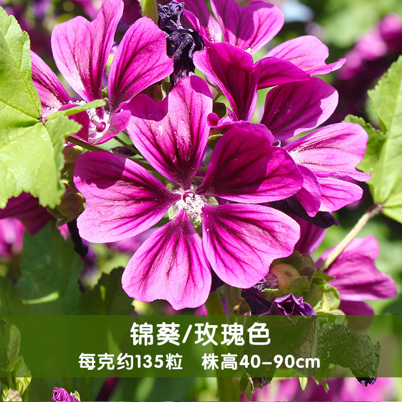 Chinese Mallow/Common Mallow Rose NMAL11 Flower Seeds