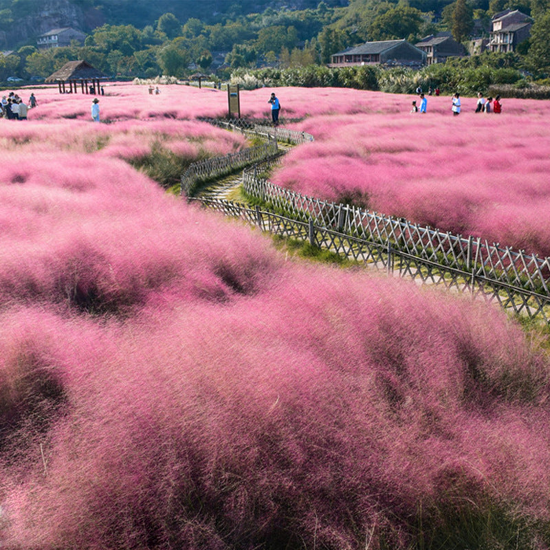 Pink Muhly Grass Pink NMC01 Flower seeds