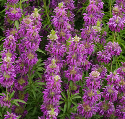 Lemon Beebalm Pink NMCI01 Flower Seeds